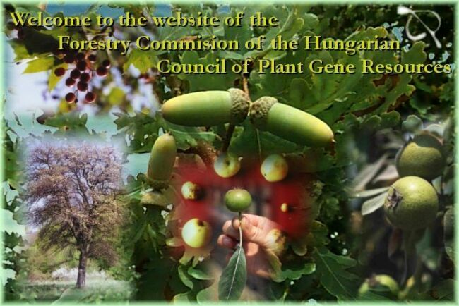 Welcome to the website of the Forestry Commision of the Hungarian Council of Plant Gene Resources